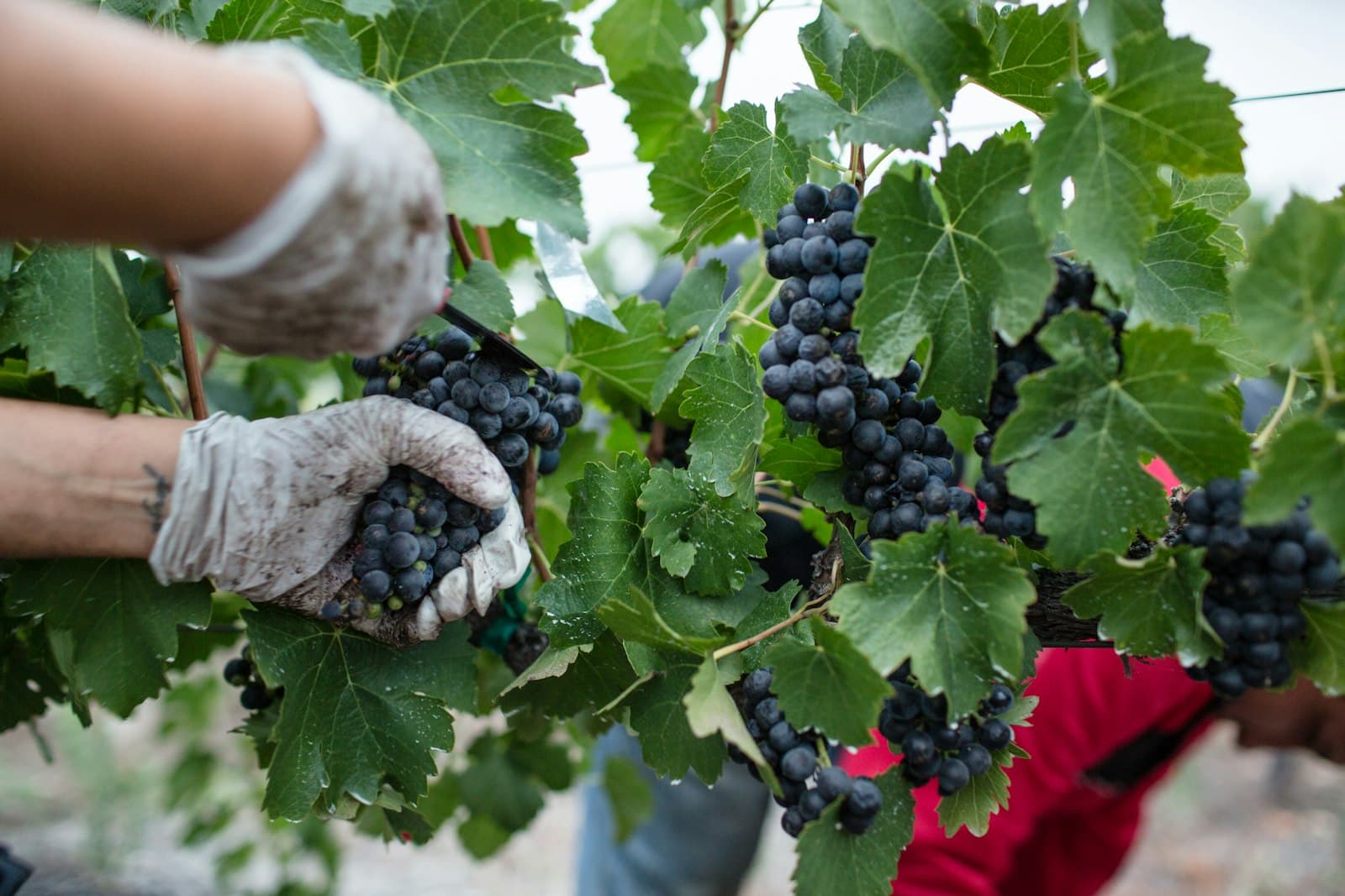 Manos con uvas recién cosechadas