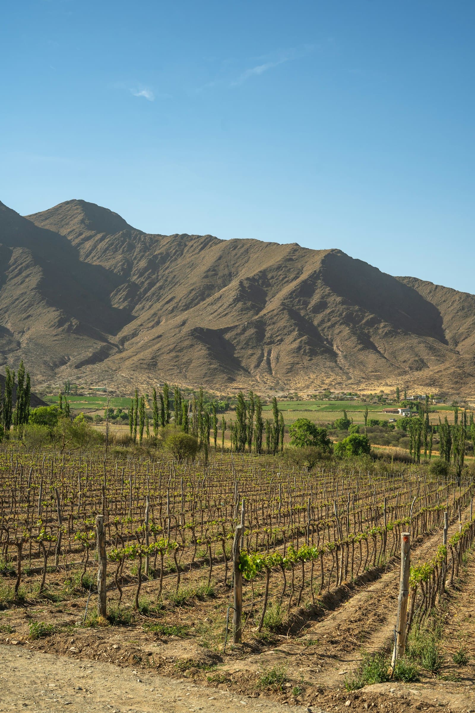 Viñedo en Cafayate, Salta